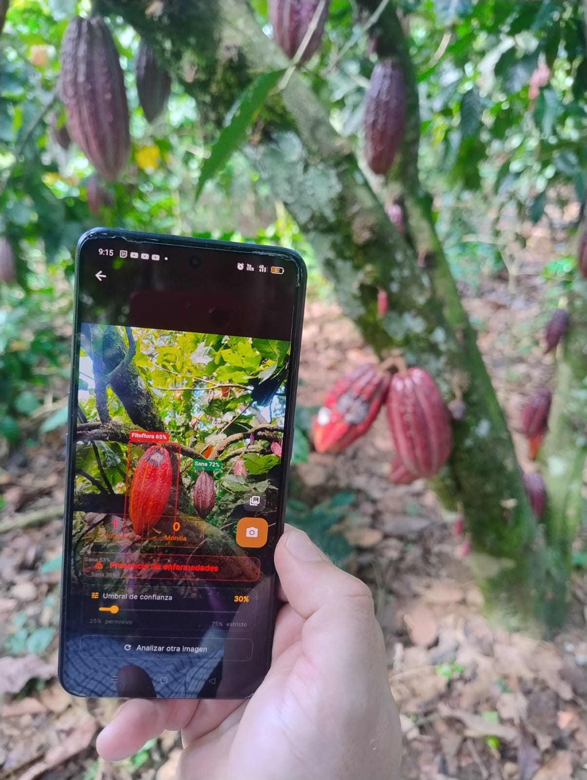 Surco — Detección en cacao